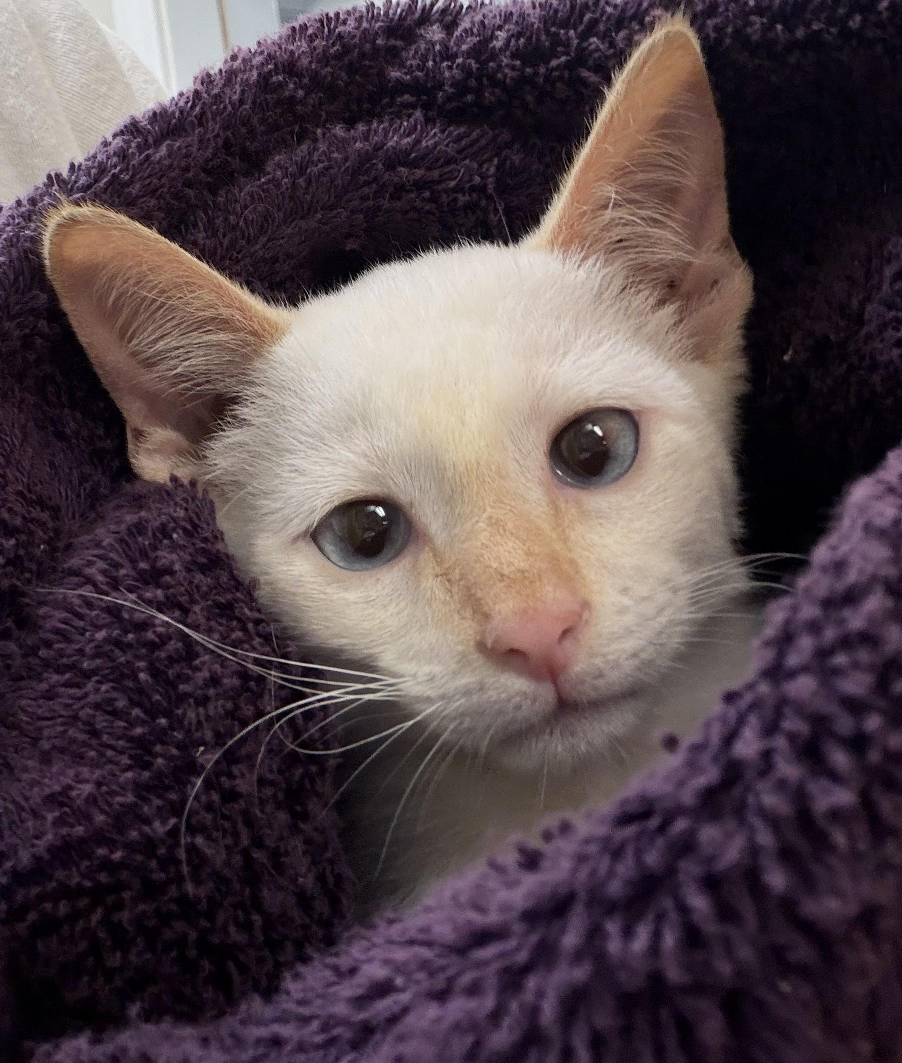 Enlarge Vesta, an adopted Siamese in Fernandina Beach, FL image 2/2