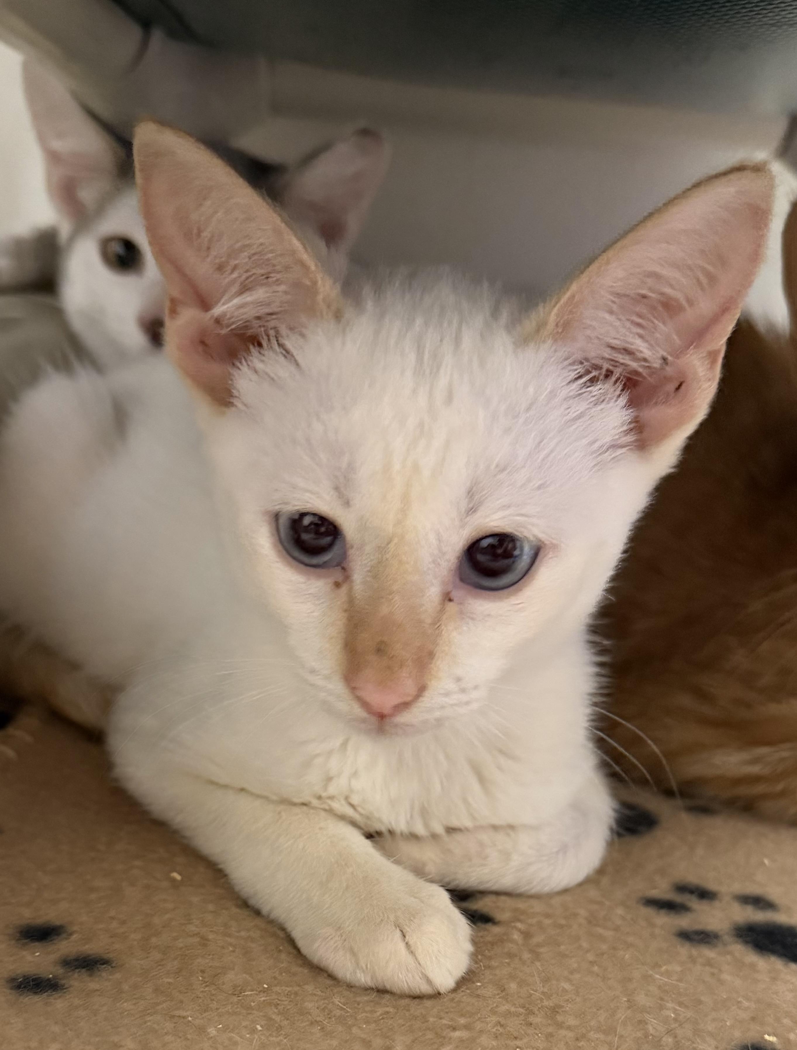 Vesta, adopted, Kitten Male Siamese.