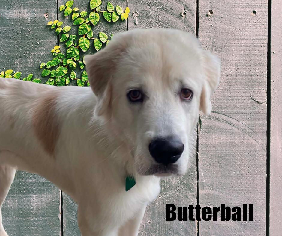 Enlarge Butterball, a Adoptable Great Pyrenees in Marshville, NC image 2/2