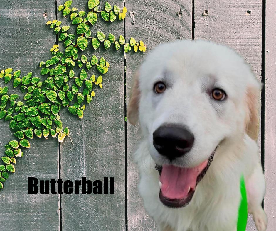 Enlarge Butterball, a Adoptable Great Pyrenees in Marshville, NC image 1/2