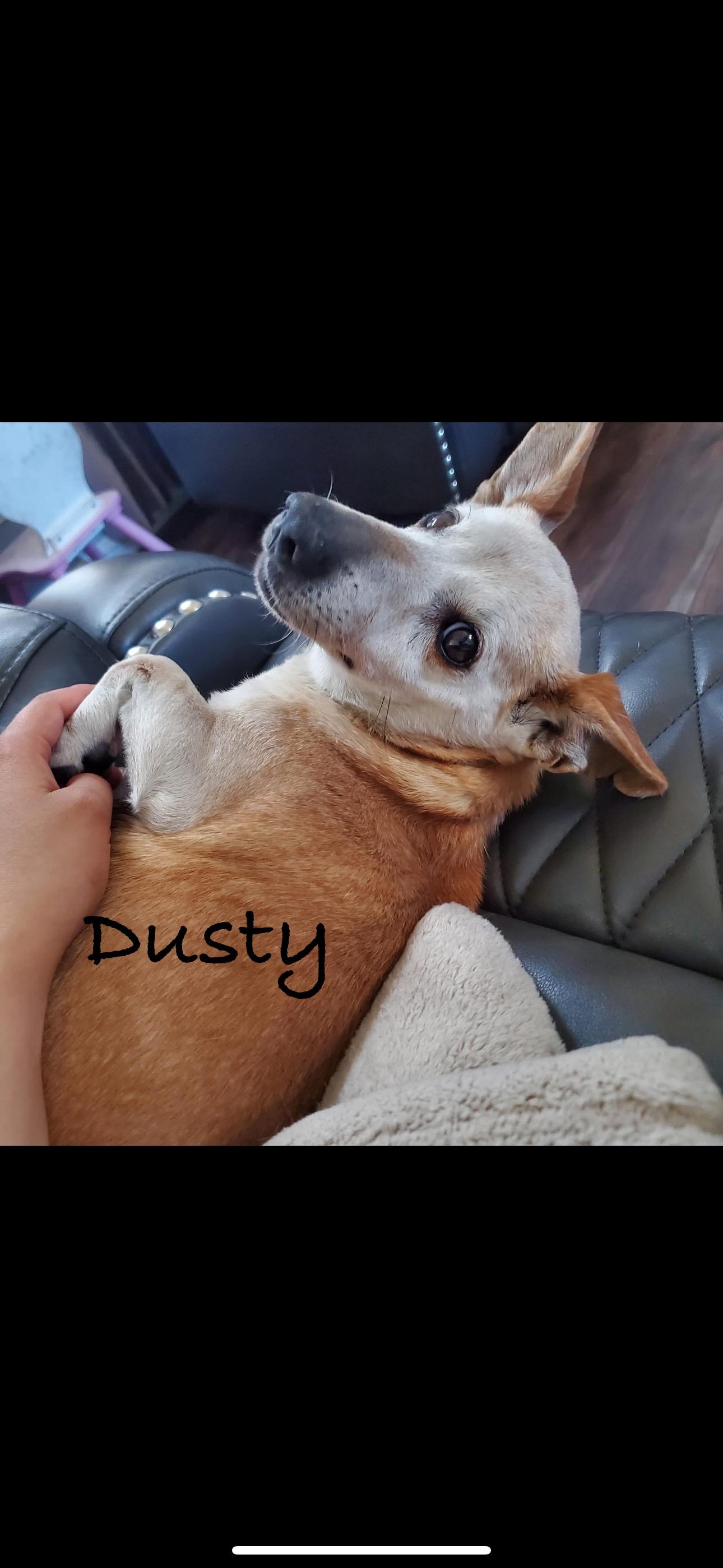 Dusty, Adoptable, Senior Male Dachshund.