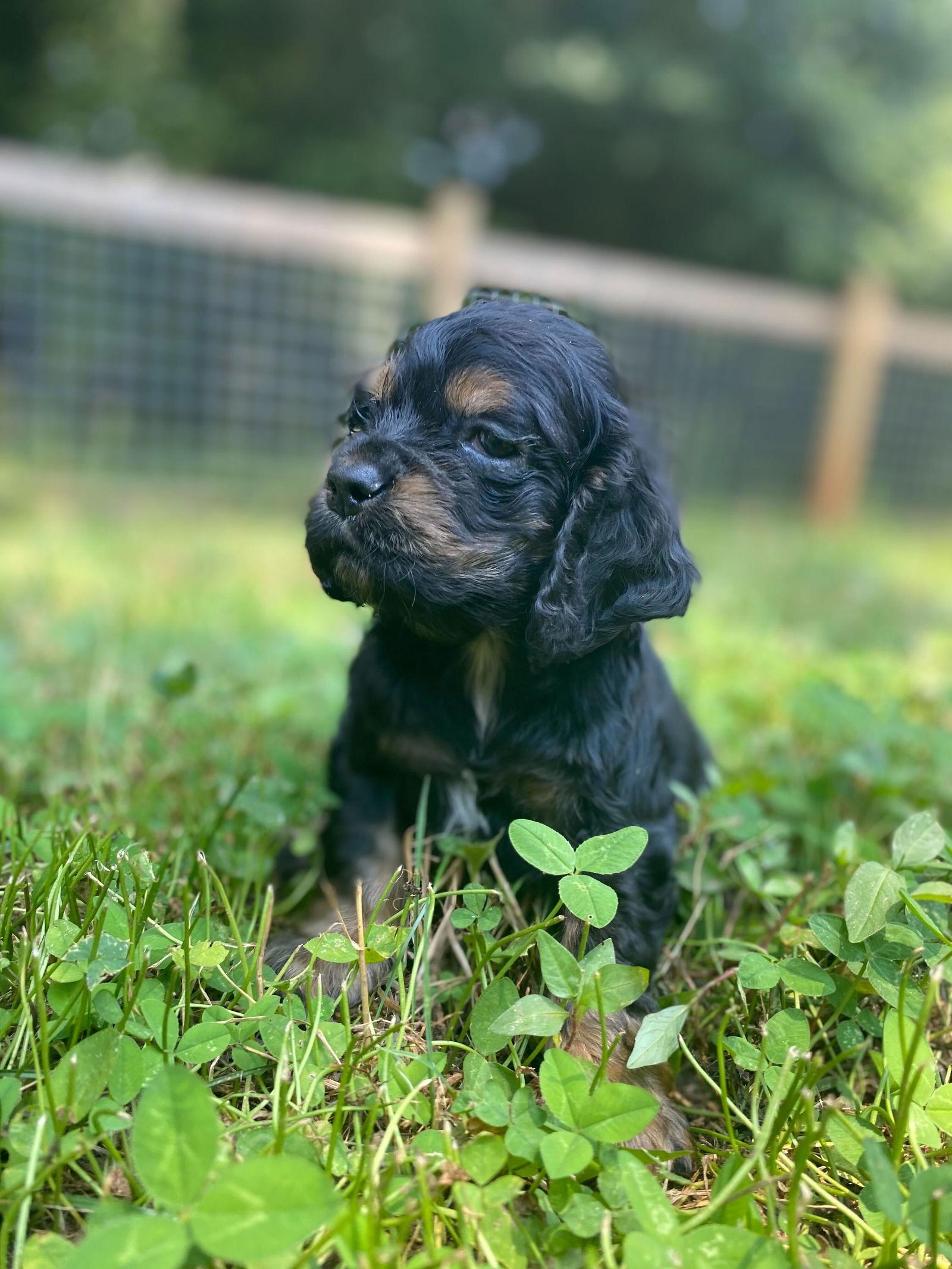 Mowgli May 24, Adopted, Puppy Male Cocker Spaniel.