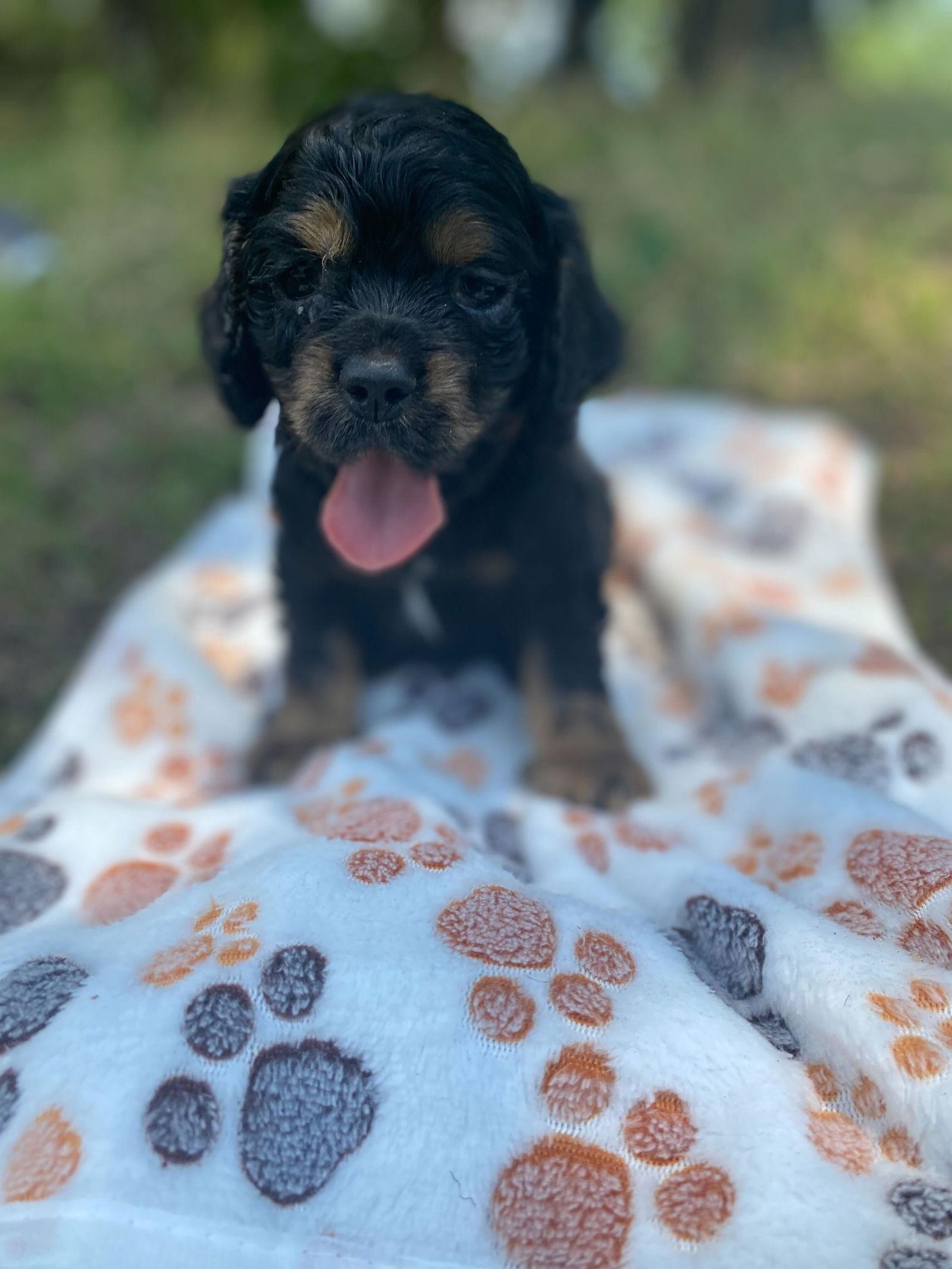 Enlarge Mowgli May 24, a Adopted Cocker Spaniel in Pacolet, SC image 3/3