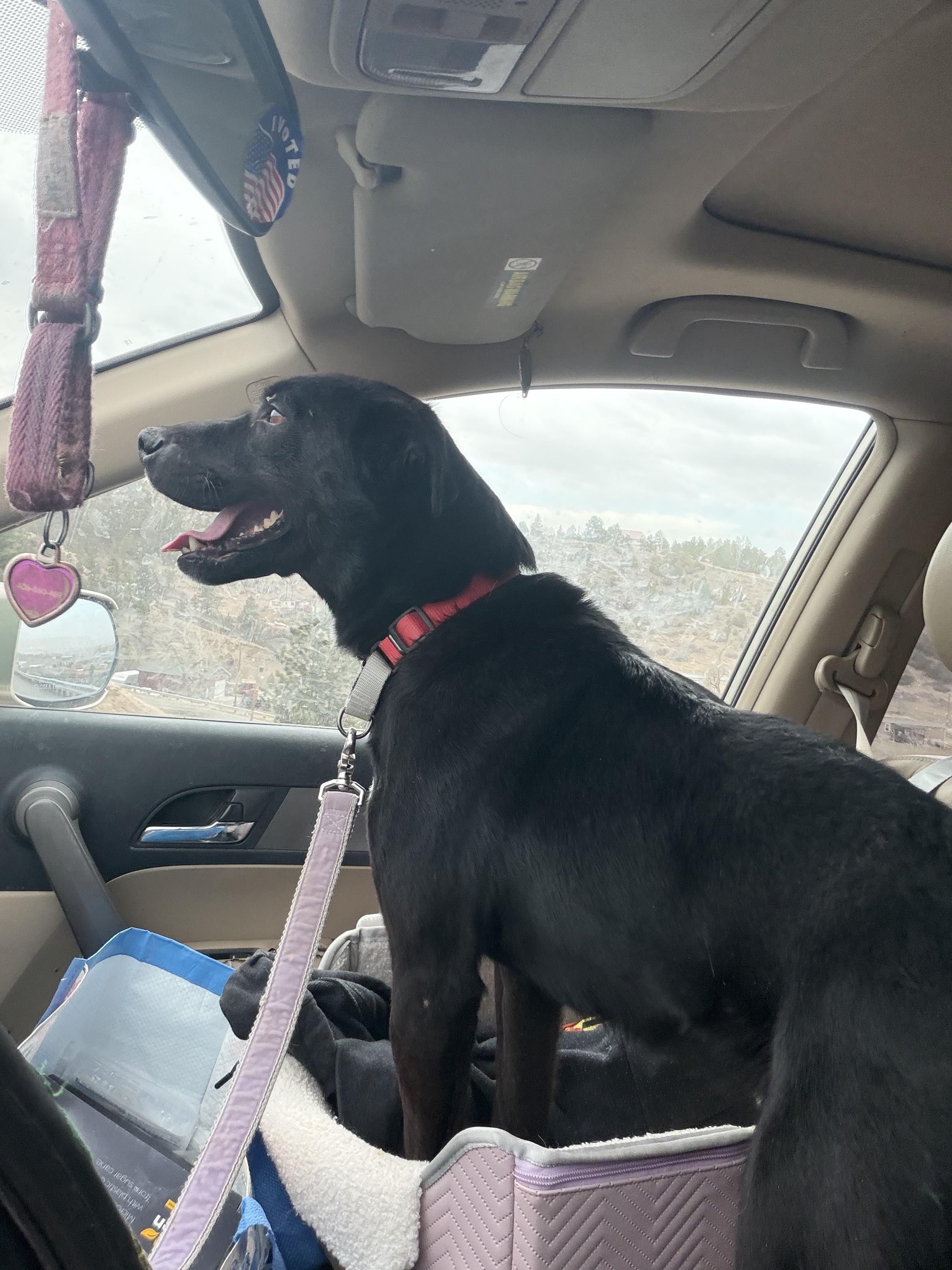 Enlarge Midas, a Adoptable mixed breed in Hardin, MT image 1/1