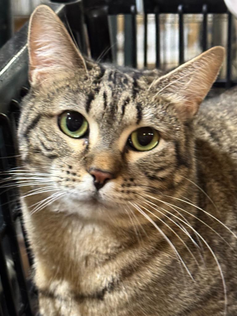 Dee Maria, Adoptable, Adult Female Domestic Short Hair.