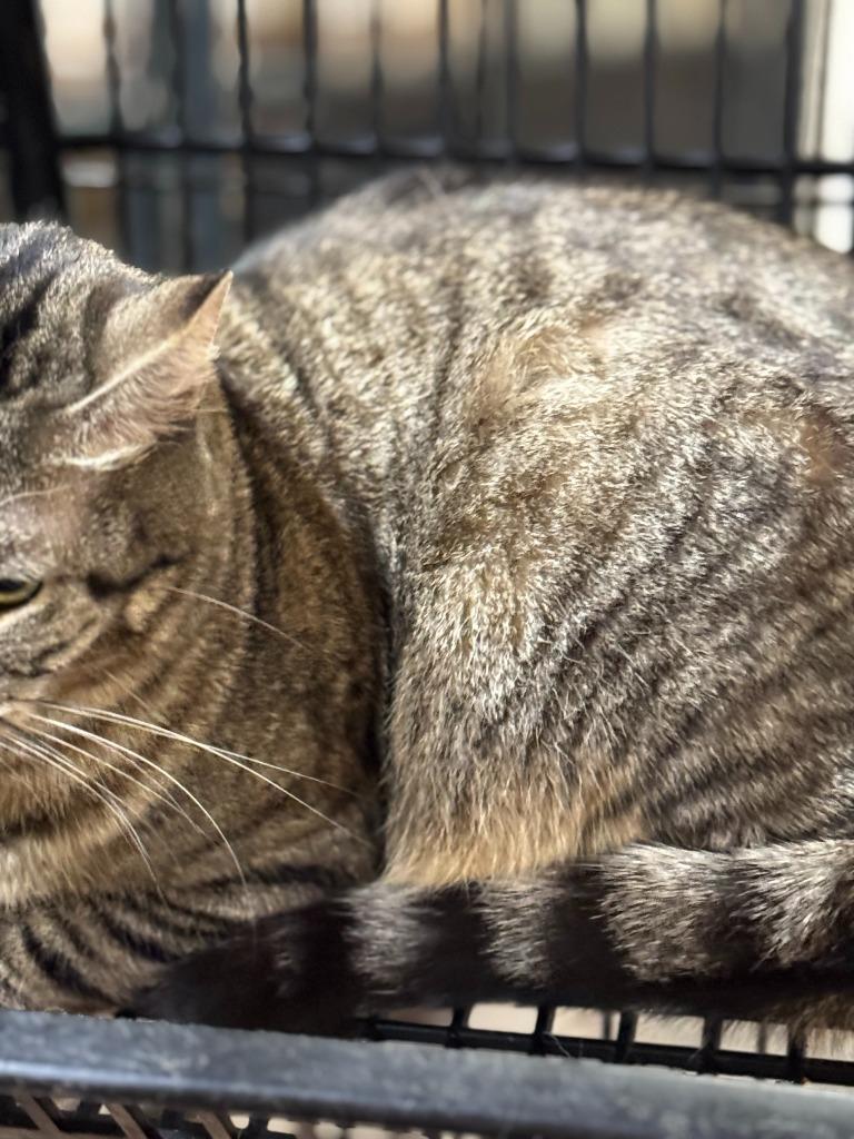 Dee Maria, Adoptable, Adult Female Domestic Short Hair.