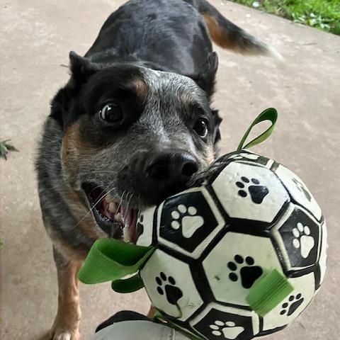 Finnegan, an adopted Australian Cattle Dog / Blue Heeler in Williamsport , PA image 2/4