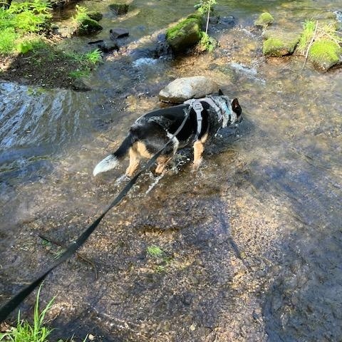Finnegan, an adopted Australian Cattle Dog / Blue Heeler in Williamsport , PA image 3/4