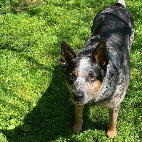 Finnegan, an adopted Australian Cattle Dog / Blue Heeler in Williamsport , PA image 1/4