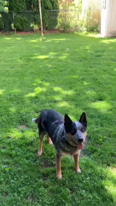 Enlarge Finnegan, an adopted Australian Cattle Dog / Blue Heeler in Williamsport , PA video 4/4