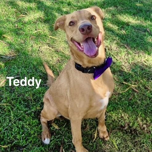 Enlarge Teddy, a ADOPTABLE mixed breed in Unionville, CT image 1/6