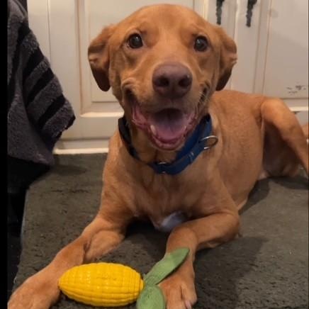 Enlarge Teddy, a ADOPTABLE mixed breed in Unionville, CT image 4/6