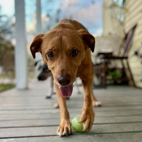 Enlarge Teddy, a ADOPTABLE mixed breed in Unionville, CT image 2/6