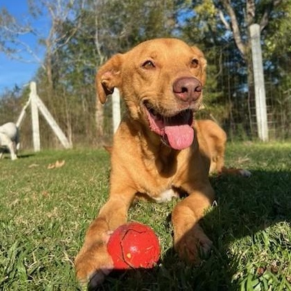 Enlarge Teddy, a ADOPTABLE mixed breed in Unionville, CT image 6/6
