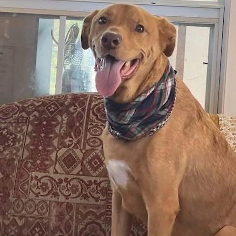 Enlarge Teddy, a ADOPTABLE mixed breed in Unionville, CT image 5/6