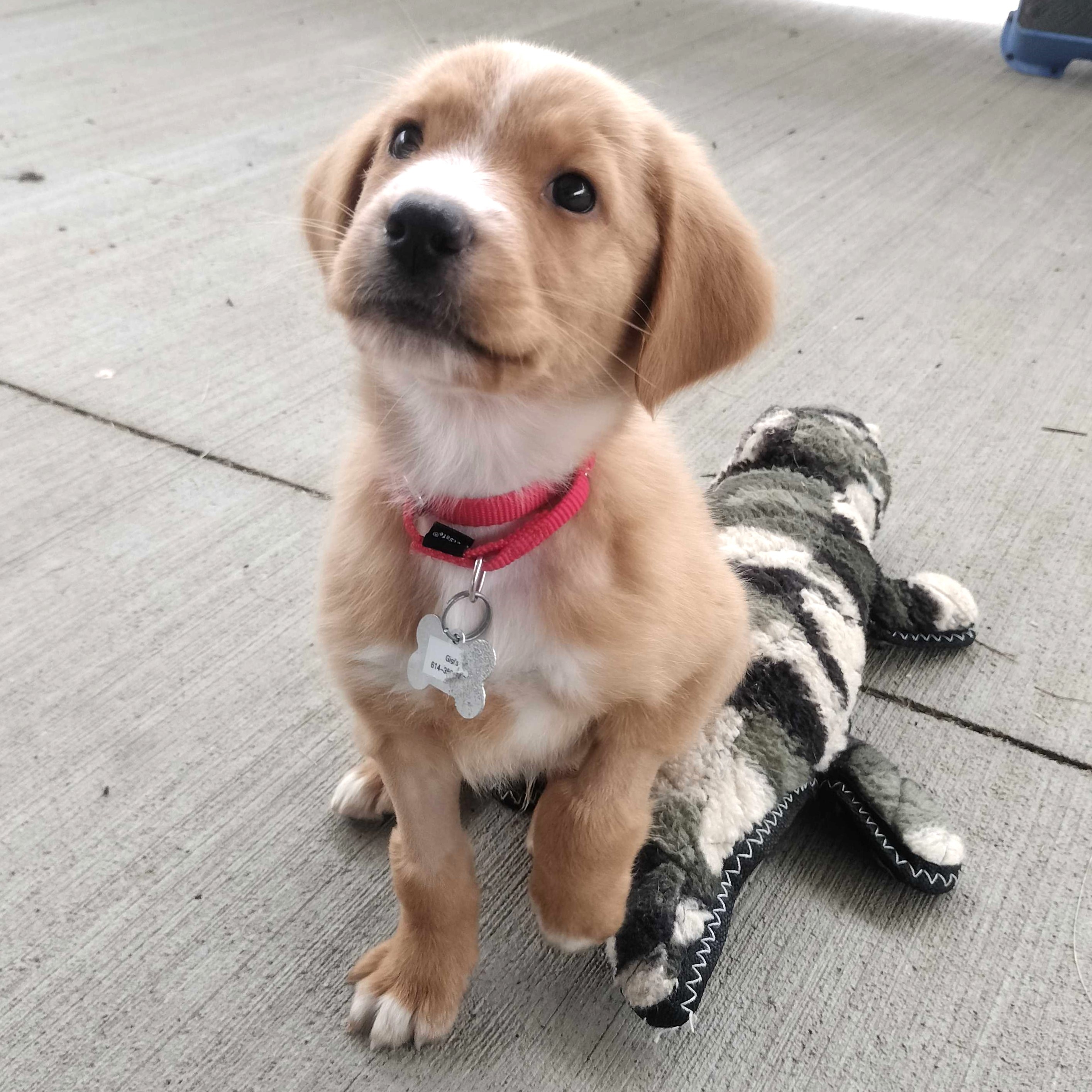Dog for adoption Cinnamon, a Mixed Breed in Canal Winchester, OH