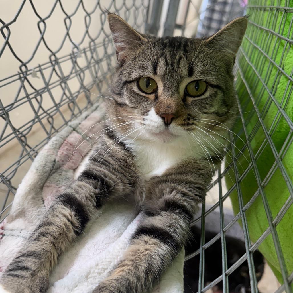 Strawberry Daiquiri (Vestal Petsmart), Adoptable, Adult Male Domestic Short Hair.