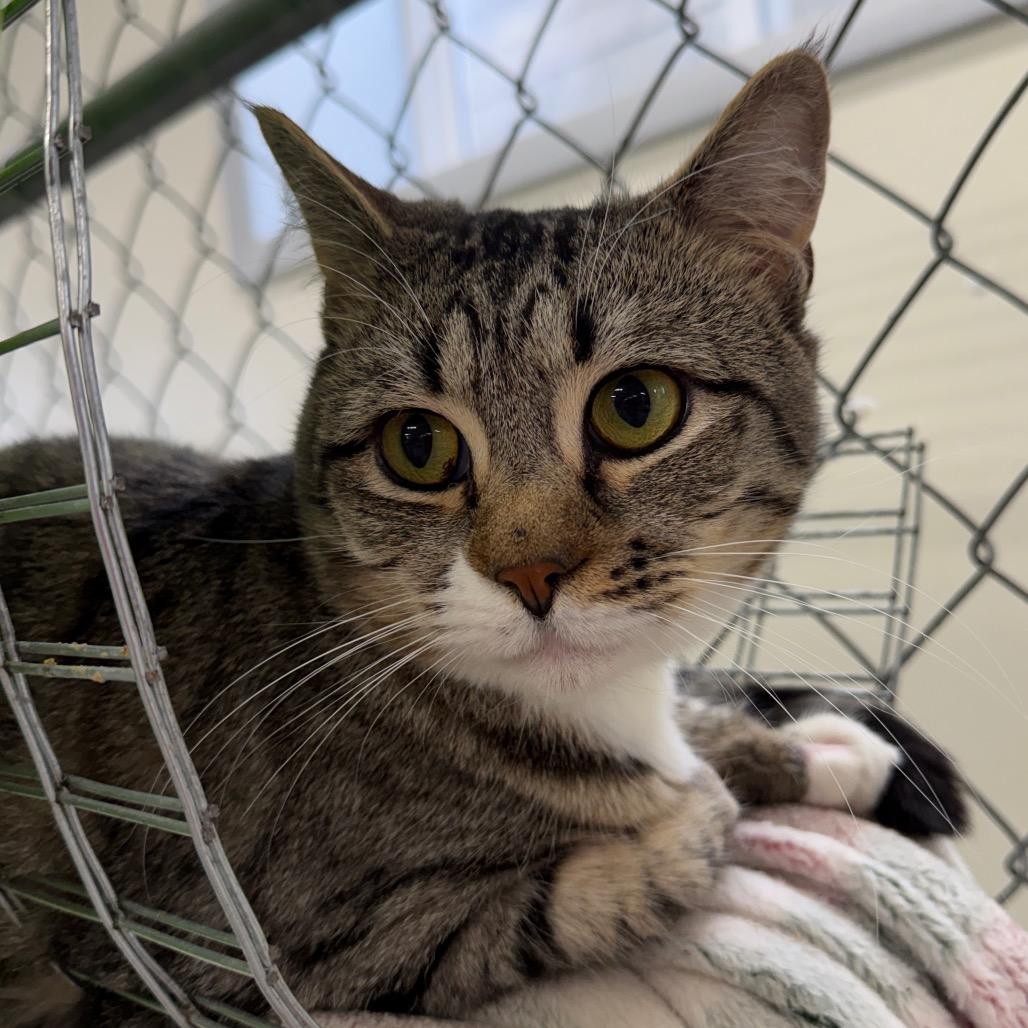 Enlarge Strawberry Daiquiri, a Adoptable Domestic Short Hair in East Smithfield , PA image 2/5