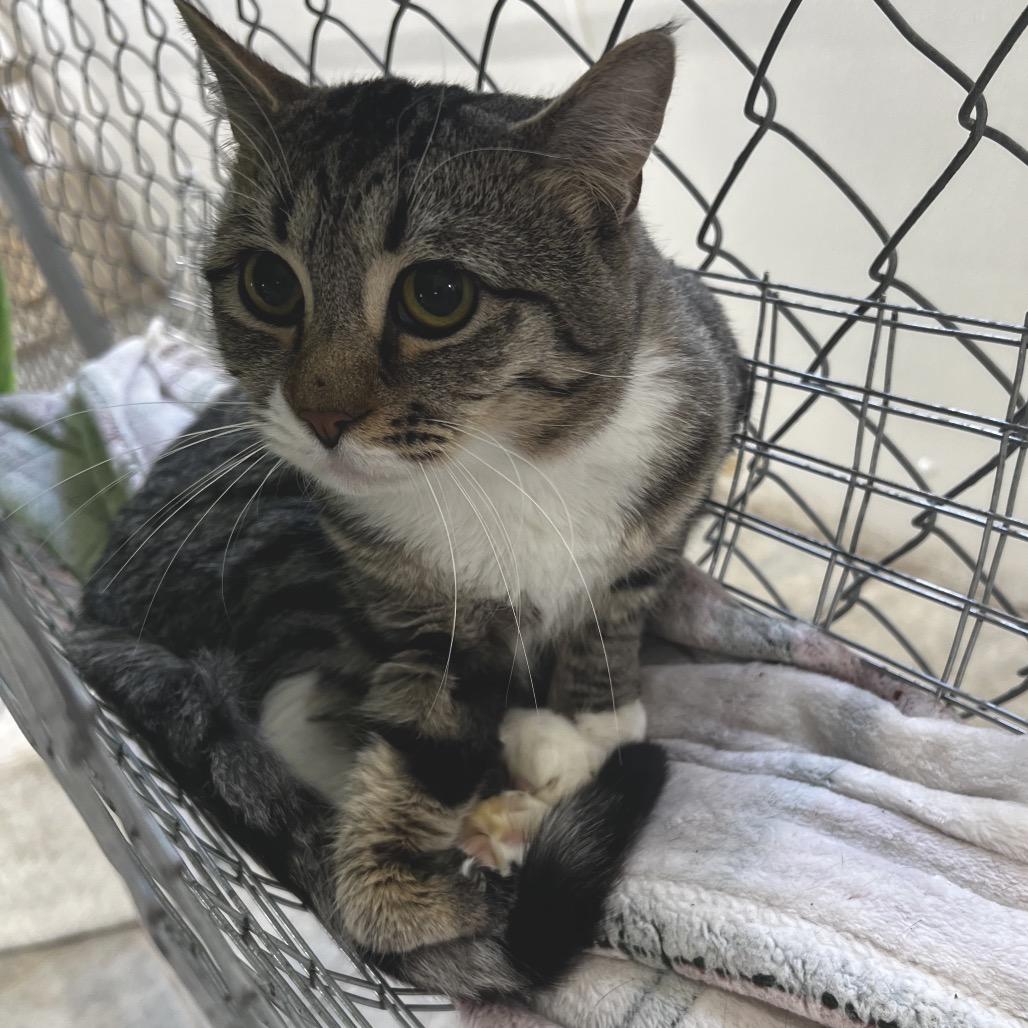 Enlarge Strawberry Daiquiri, a Adoptable Domestic Short Hair in East Smithfield , PA image 3/5