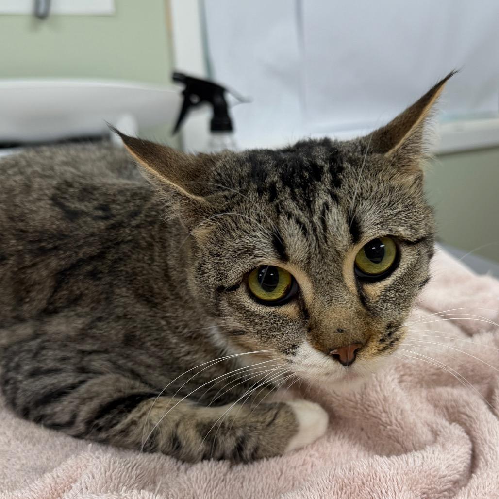 Enlarge Strawberry Daiquiri, a Adoptable Domestic Short Hair in East Smithfield , PA image 4/5