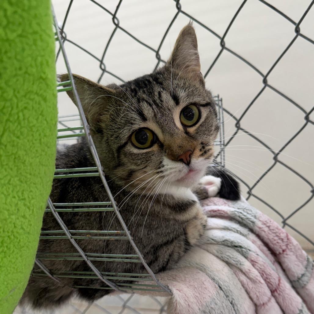 Enlarge Strawberry Daiquiri, a Adoptable Domestic Short Hair in East Smithfield , PA image 5/5