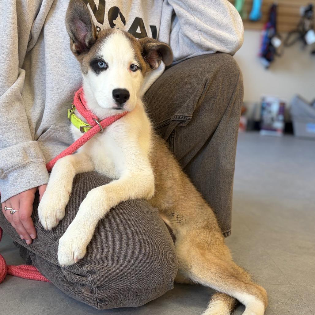 Atlanta, Adoptable, Puppy Female Mixed Breed.