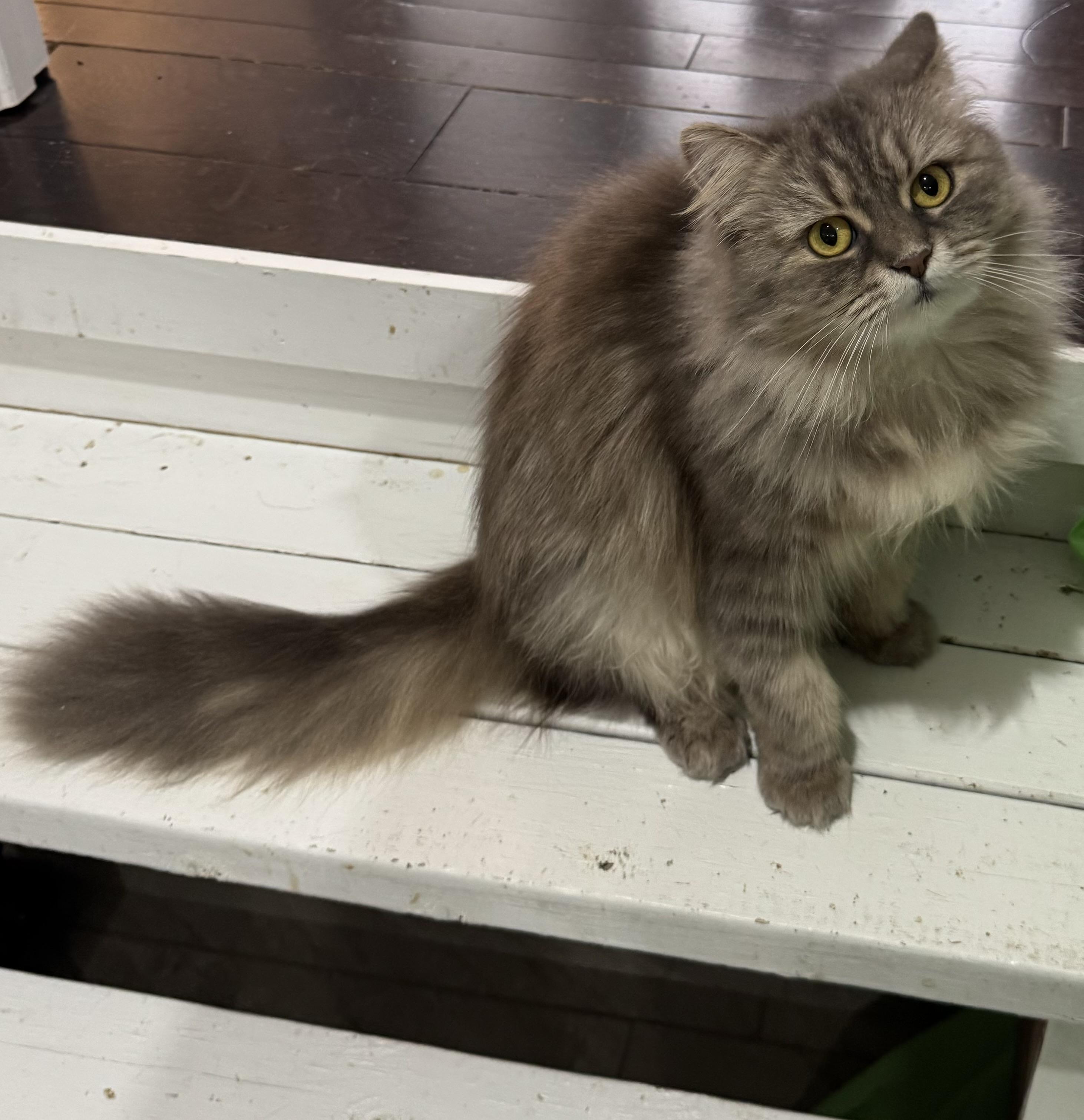 Rosat - Adopted bu Julia, an adoptable mixed breed in Brampton, ON image 6/6