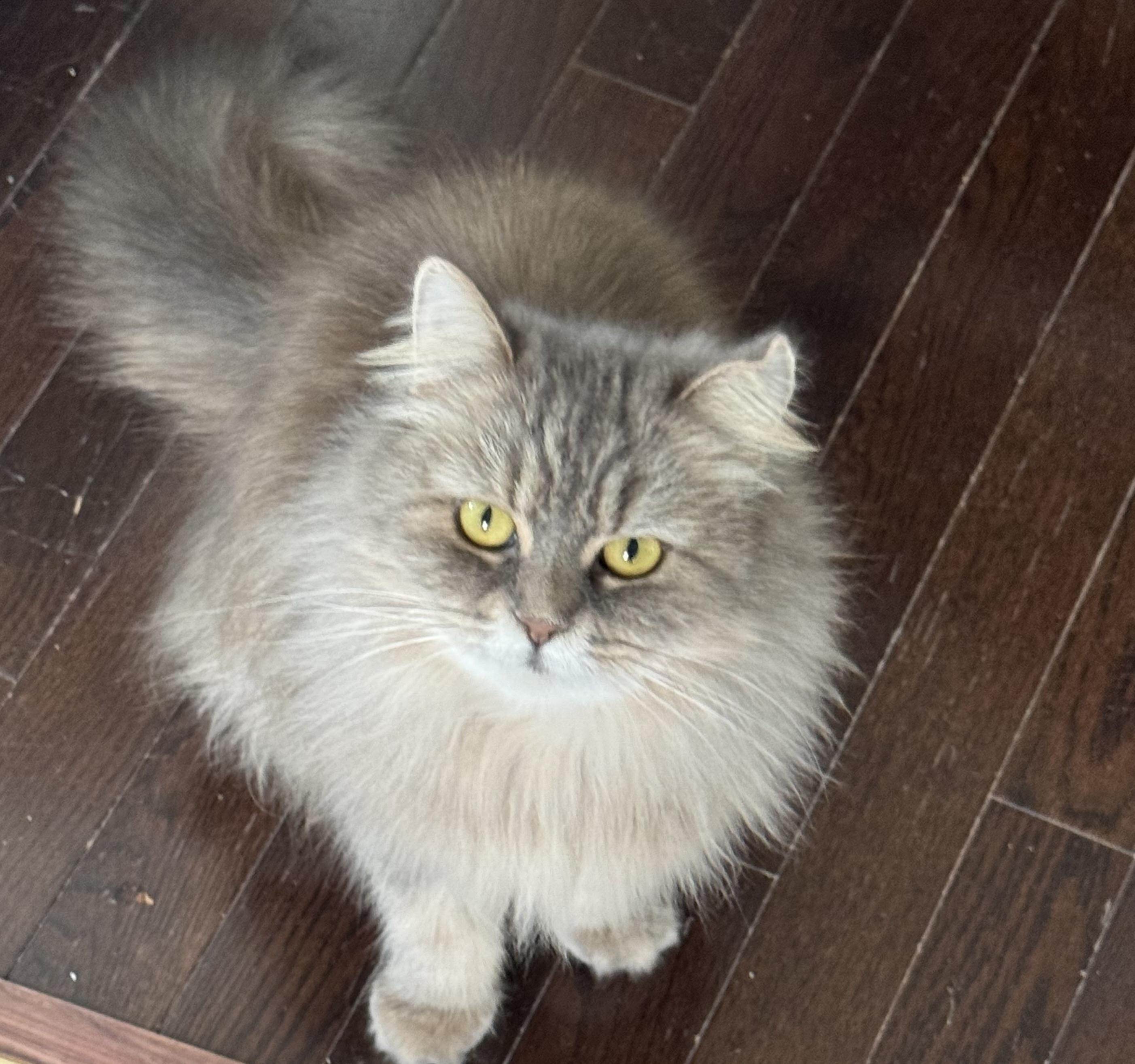 Rosat - Adopted bu Julia, an adoptable mixed breed in Brampton, ON image 4/6