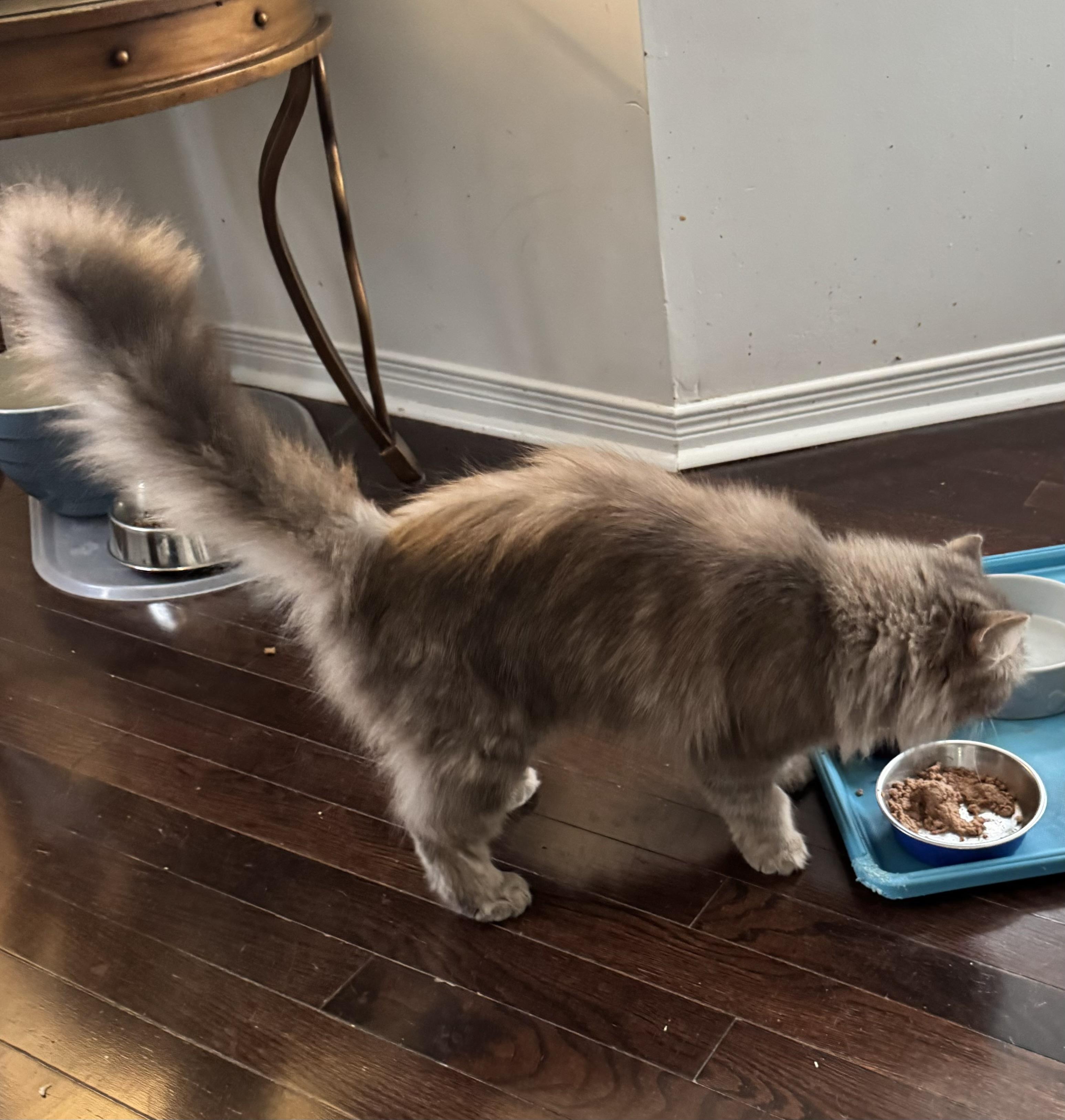 Rosat - Adopted bu Julia, an adoptable mixed breed in Brampton, ON image 3/6