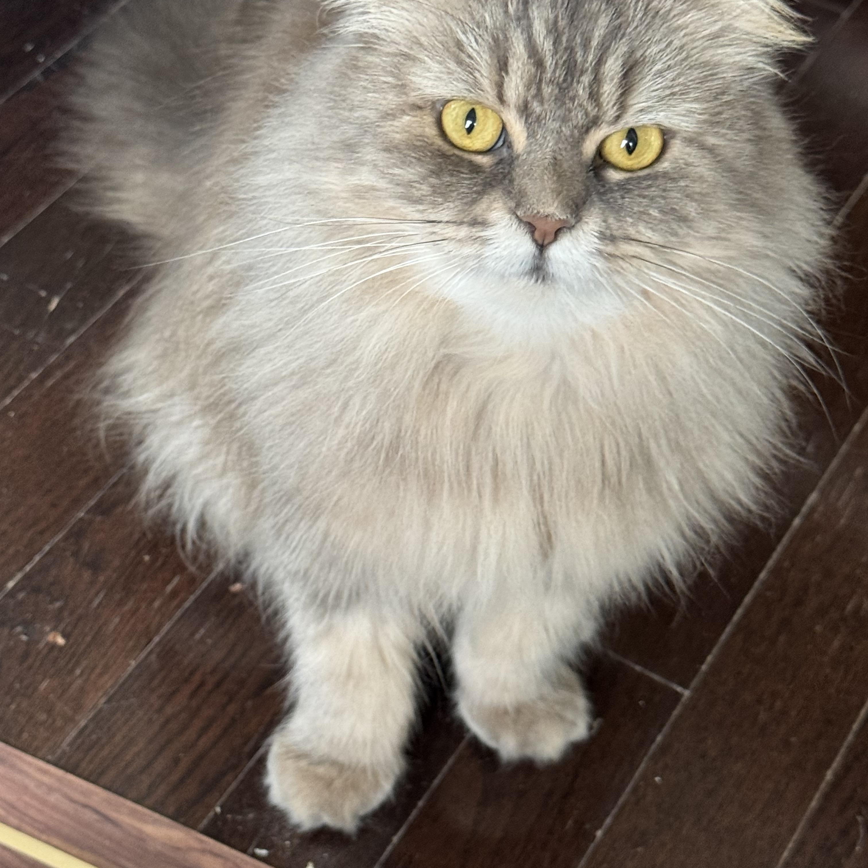 Rosat - Adopted bu Julia, an adoptable mixed breed in Brampton, ON image 1/6