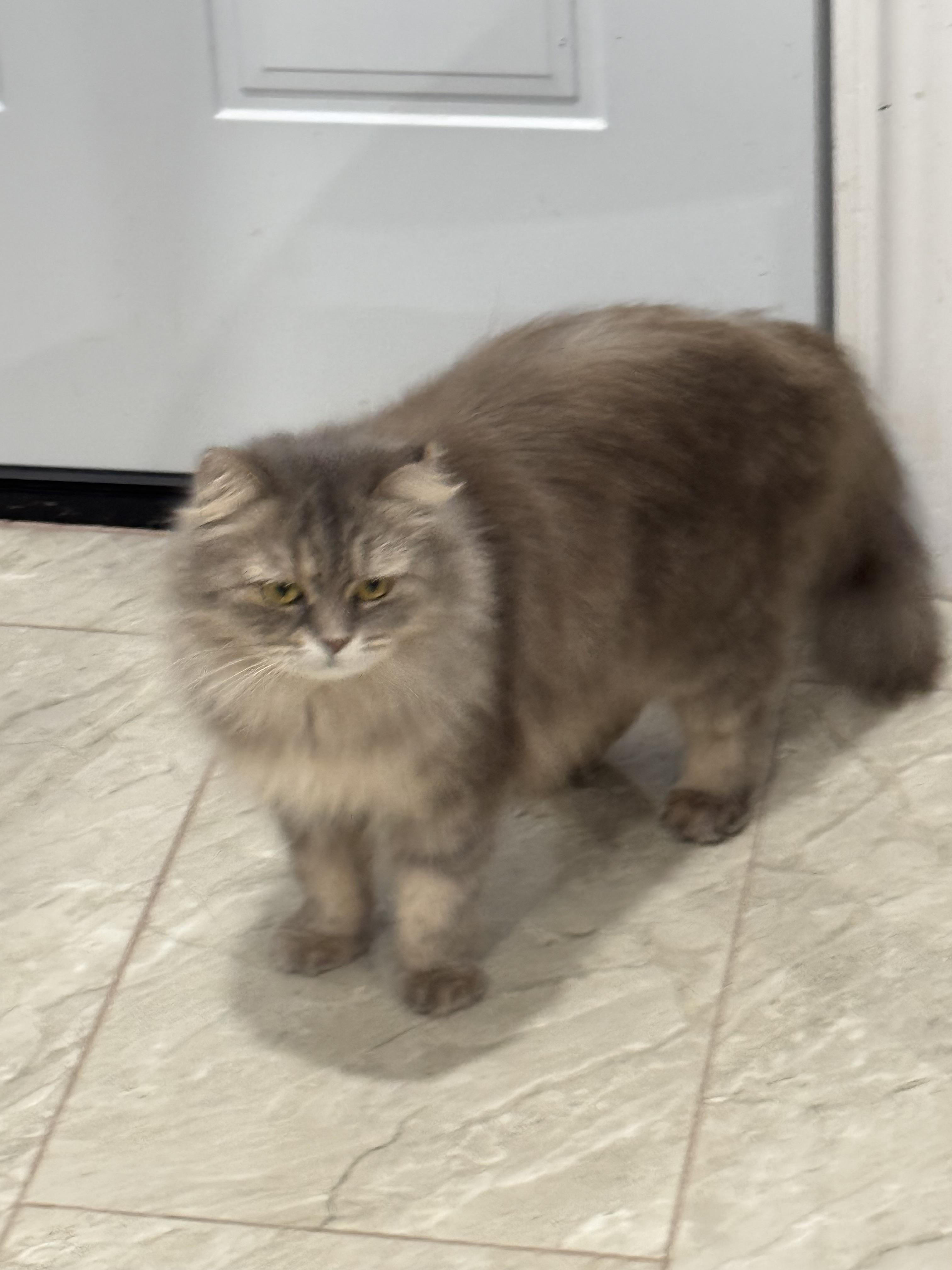 Rosat - Adopted bu Julia, an adoptable mixed breed in Brampton, ON image 2/6