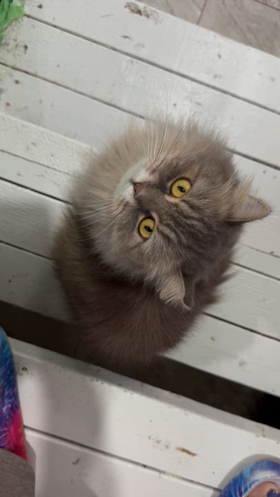 Enlarge Rosat - Adopted bu Julia, an adoptable mixed breed in Brampton, ON video 5/6