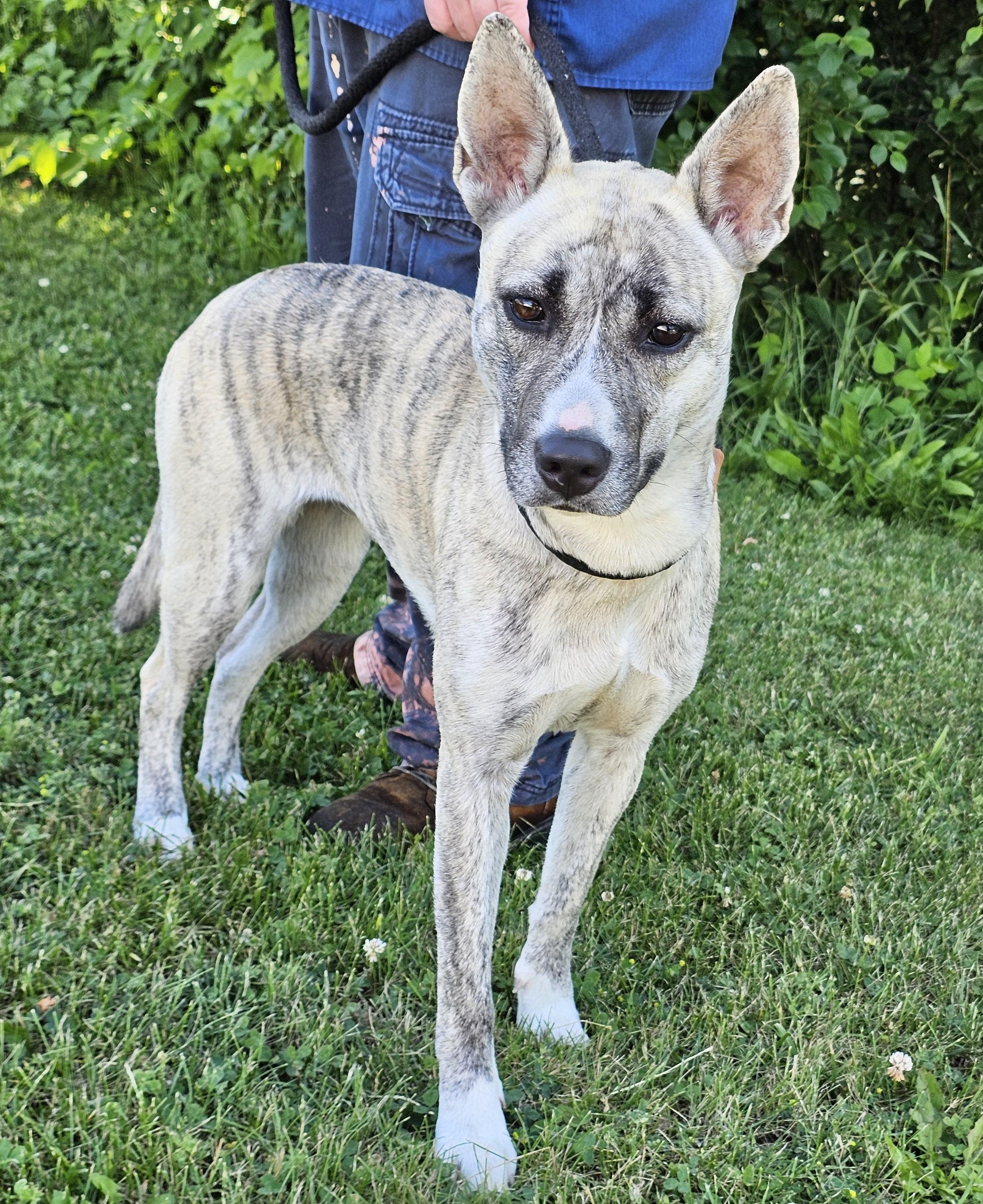 Enlarge Ginny, an adopted mixed breed in Bay City, MI image 2/3