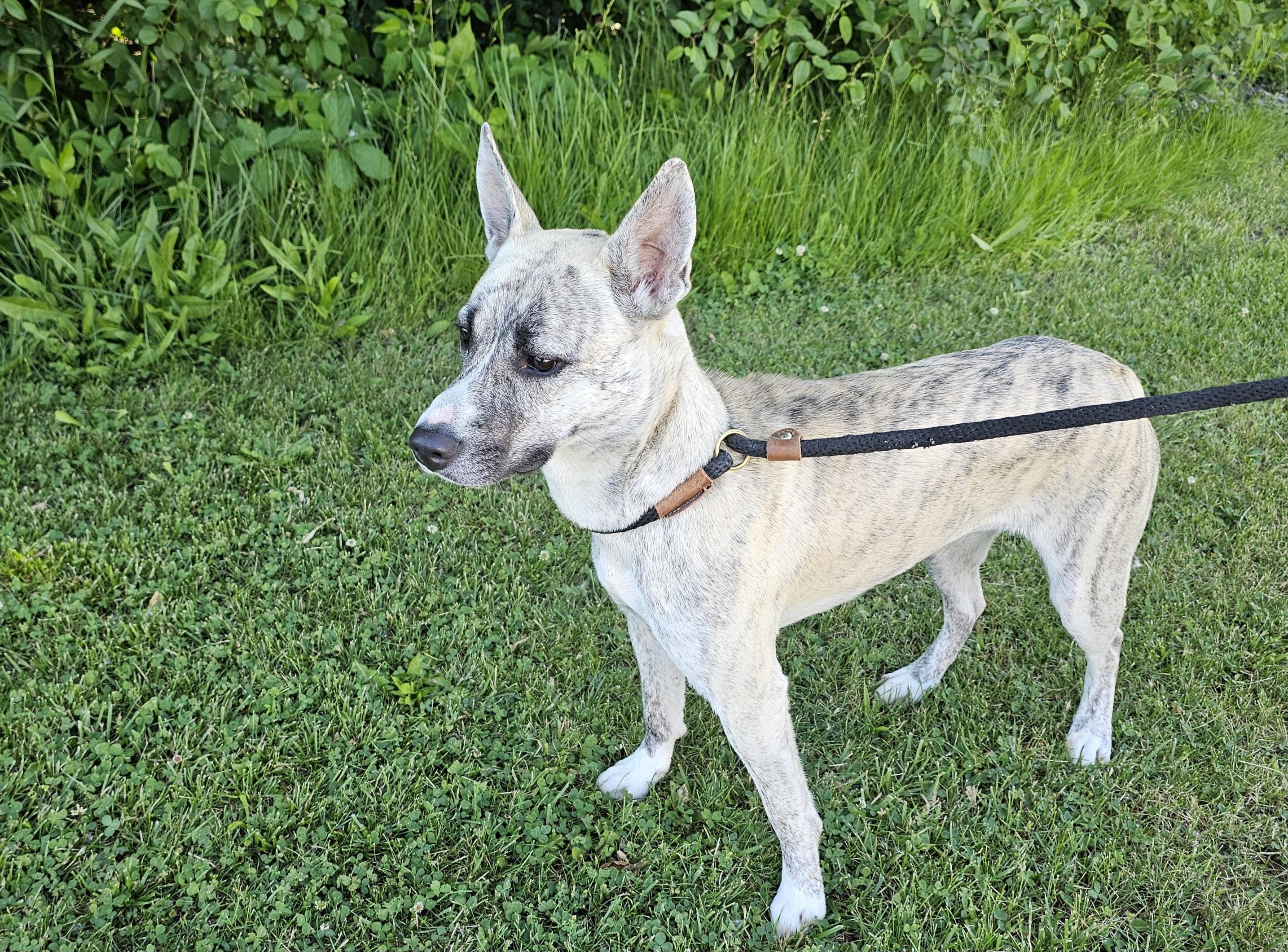 Enlarge Ginny, an adopted mixed breed in Bay City, MI image 3/3