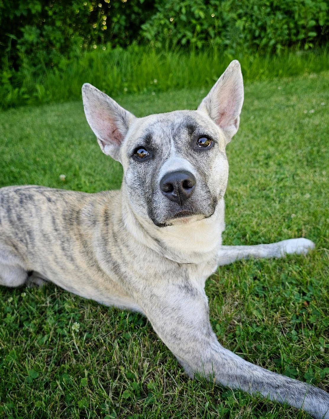 Enlarge Ginny, an adopted mixed breed in Bay City, MI image 1/3