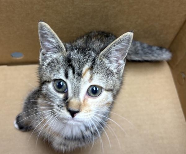 If 1 Maeve, Adoptable, Kitten Female Domestic Short Hair.