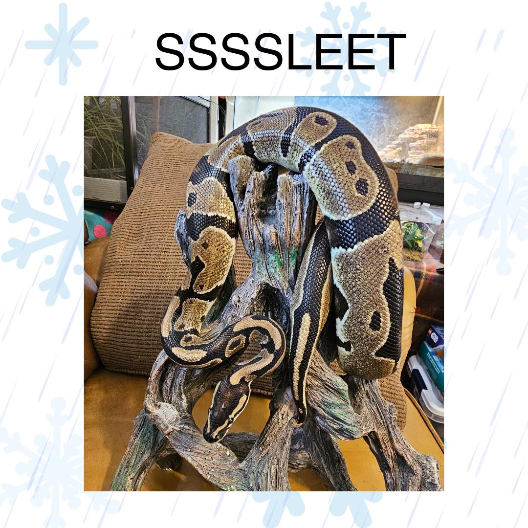 Enlarge Ssssleet, a Adopted Ball Python in Frederick, MD image 1/1