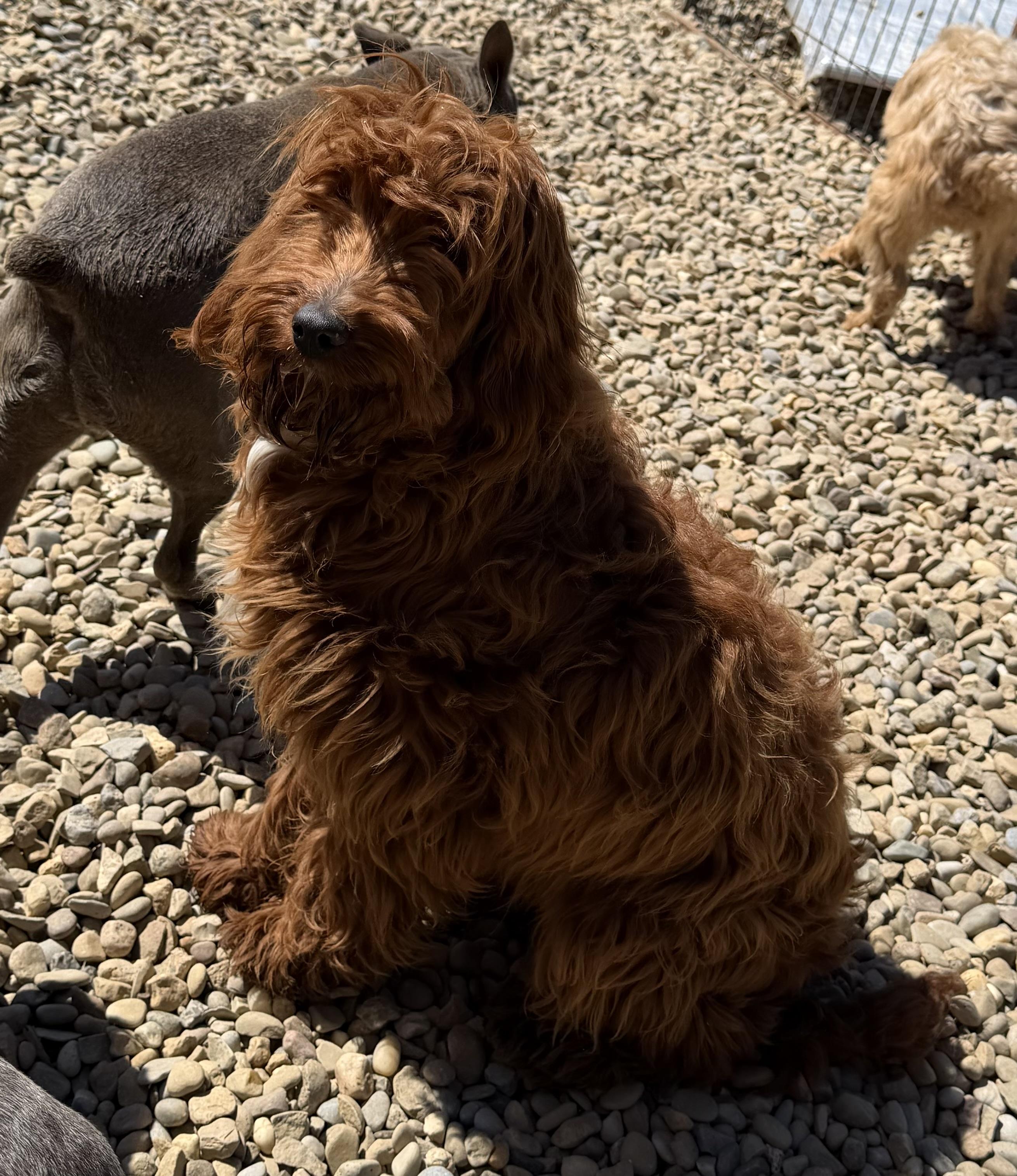 Jolene, a ADOPTABLE Goldendoodle in Zanesville, OH image 2/2