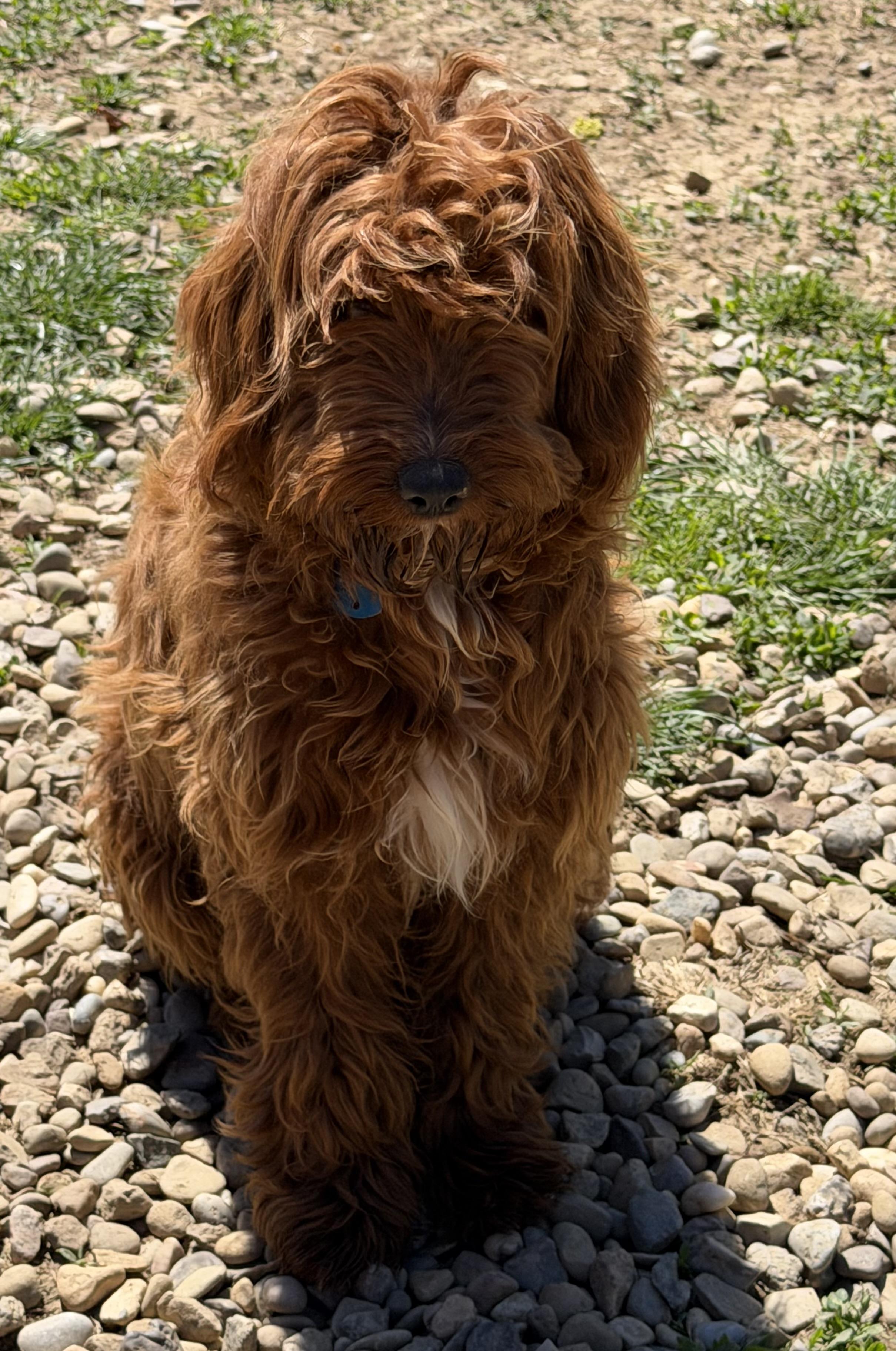 Jolene, a ADOPTABLE Goldendoodle in Zanesville, OH image 1/2
