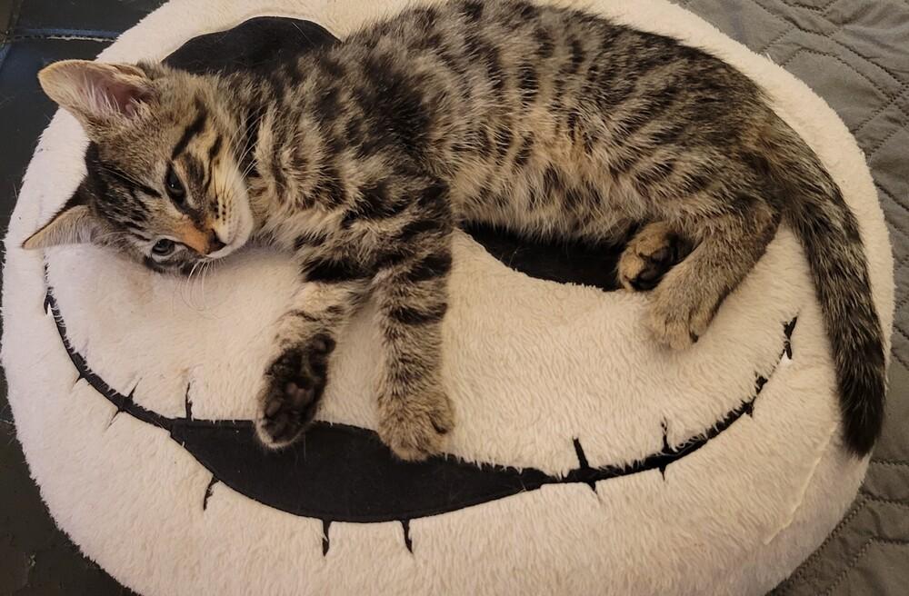 Cannoli, Adoptable, Kitten Female Domestic Short Hair.