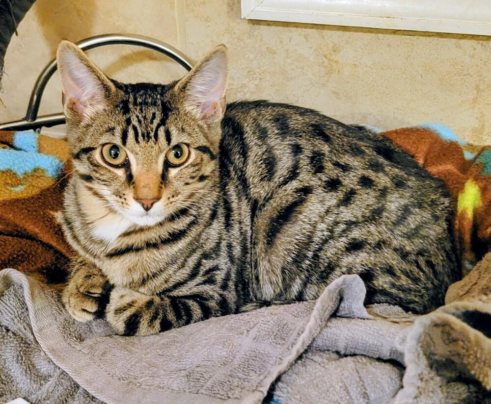 Cannoli, a Adoptable Domestic Short Hair in Greenbelt, MD image 2/3