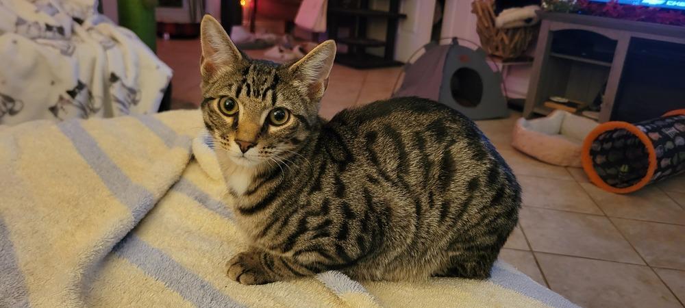 Cannoli, a Adoptable Domestic Short Hair in Greenbelt, MD image 3/3