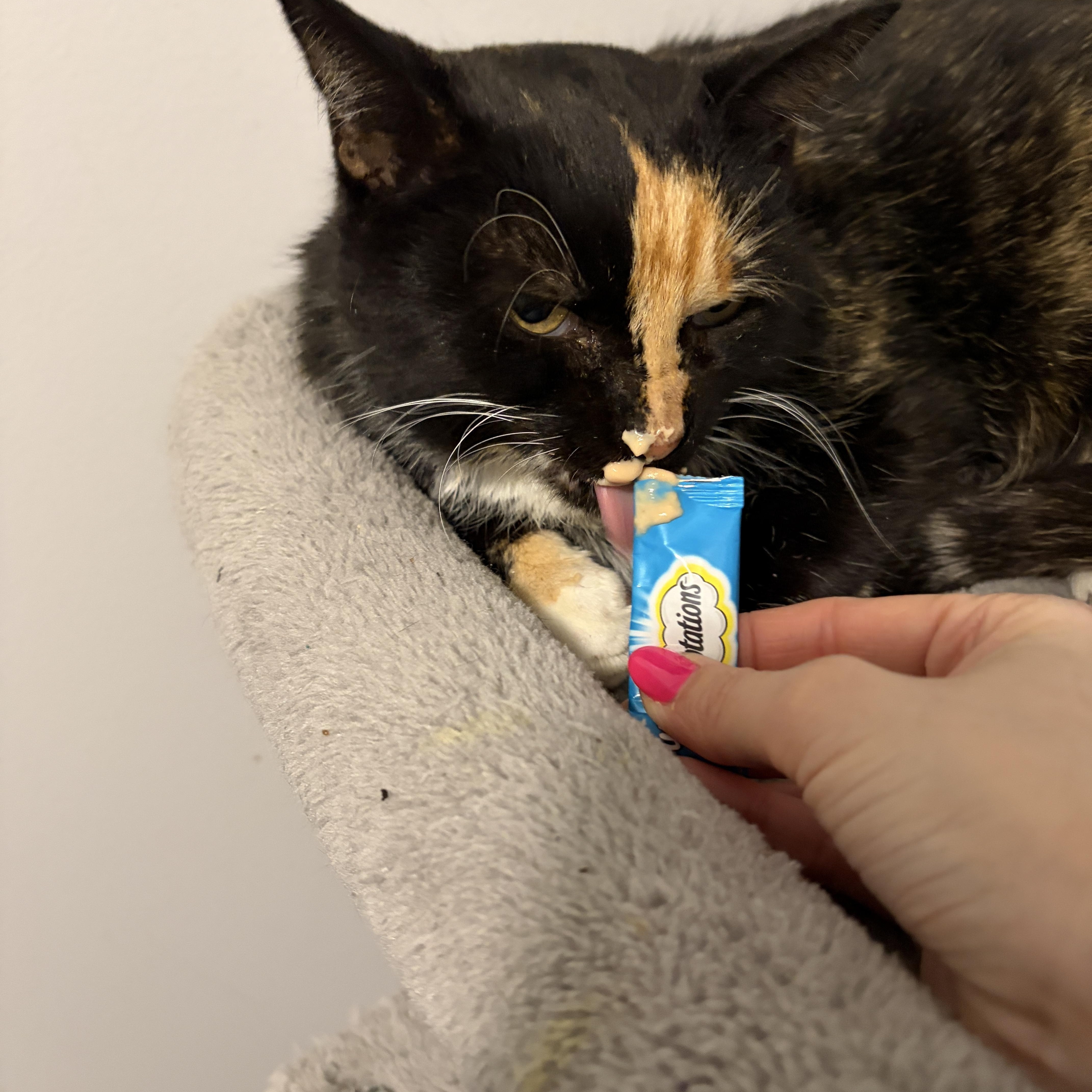 Enlarge Dutchess, a Adoptable Domestic Short Hair in Pickering, ON image 3/3