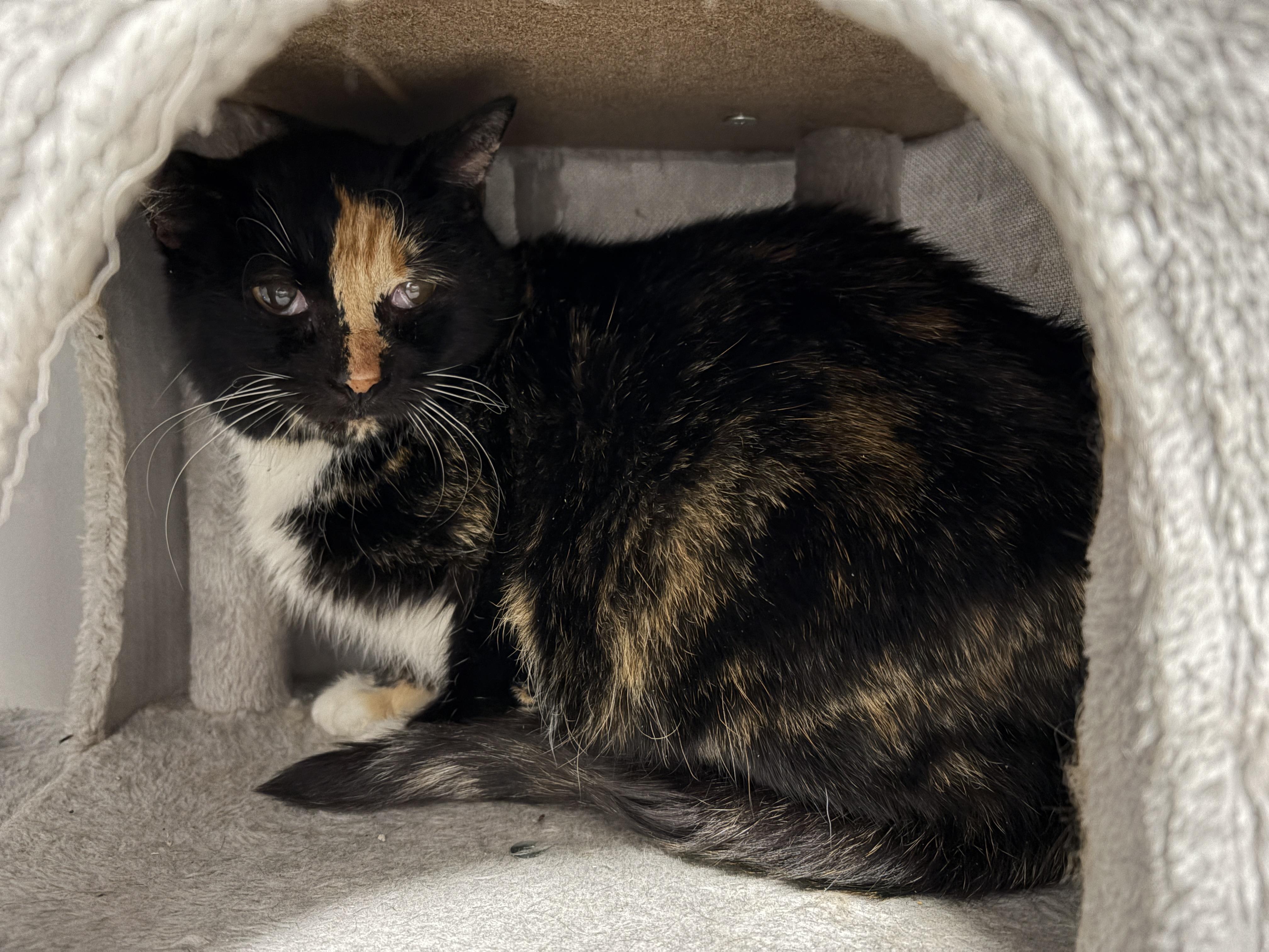 Enlarge Dutchess, a Adoptable Domestic Short Hair in Pickering, ON image 1/3
