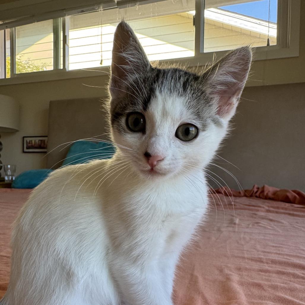 HABANERO, Adoptable, Young Female Domestic Medium Hair.
