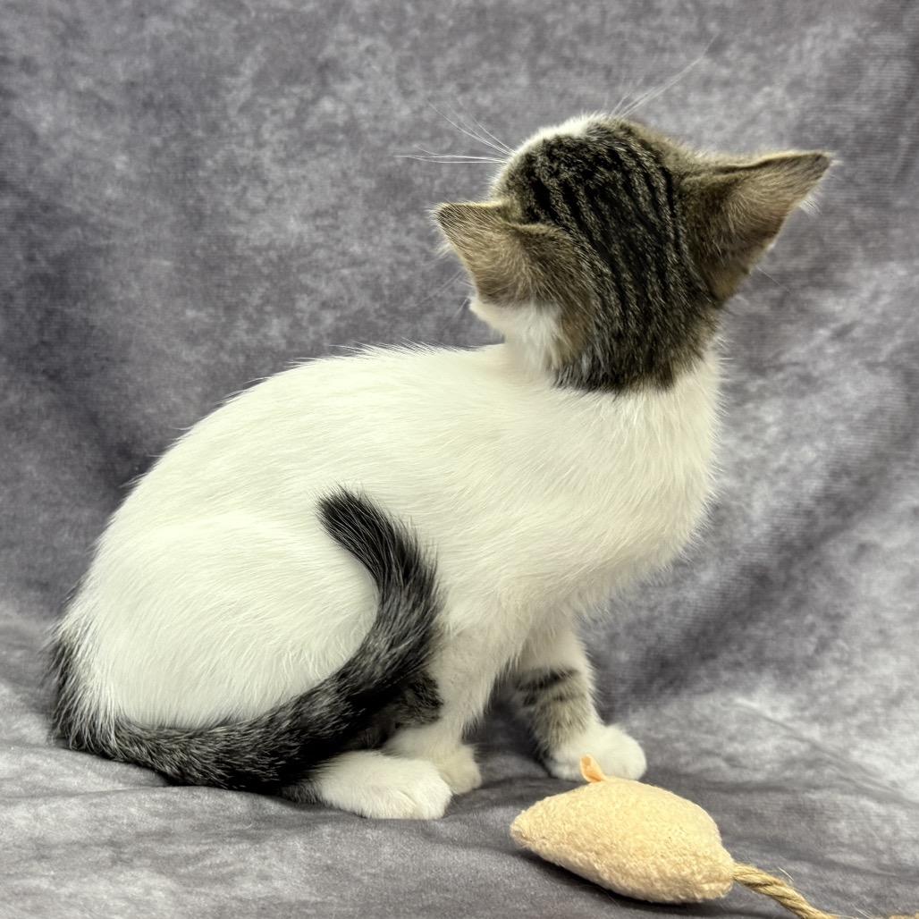 Enlarge HABANERO, a Adoptable Domestic Medium Hair in Point Richmond, CA image 1/6