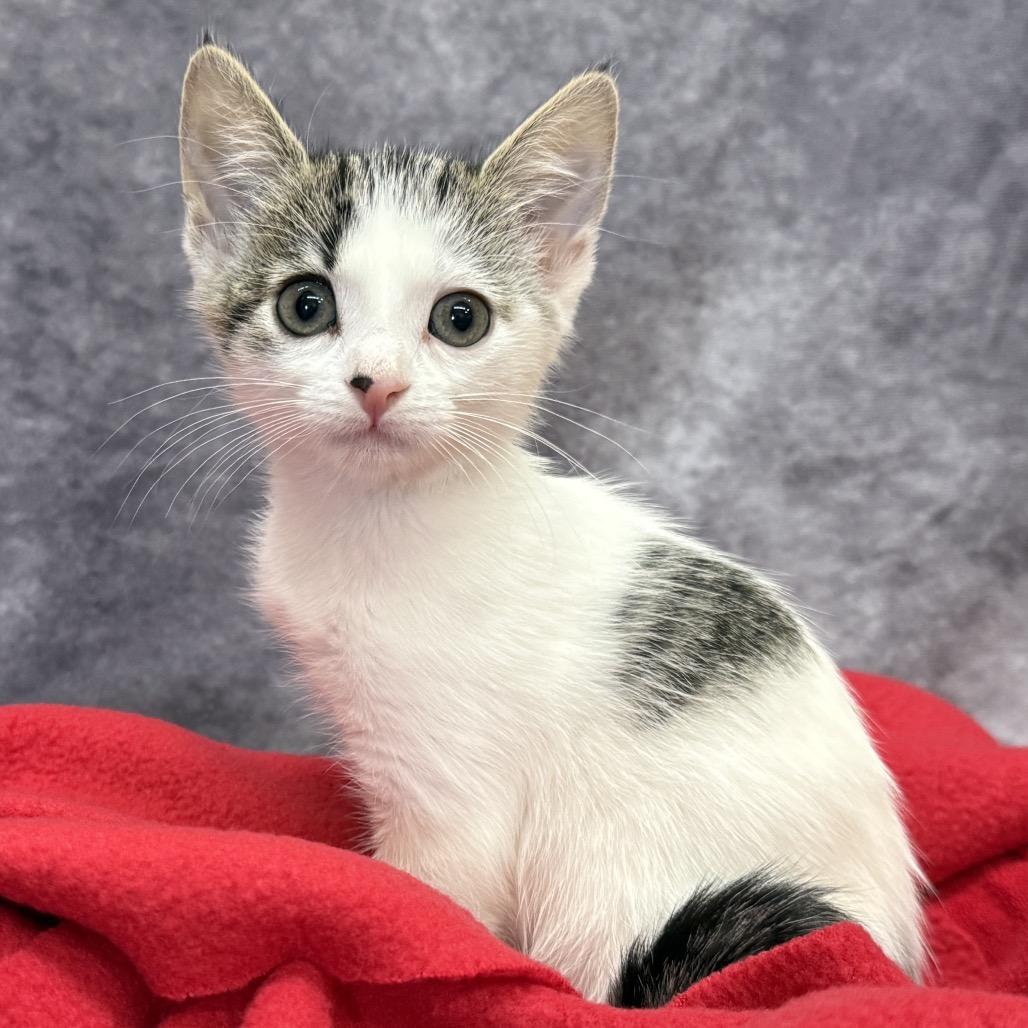 Enlarge HABANERO, a Adoptable Domestic Medium Hair in Point Richmond, CA image 4/6