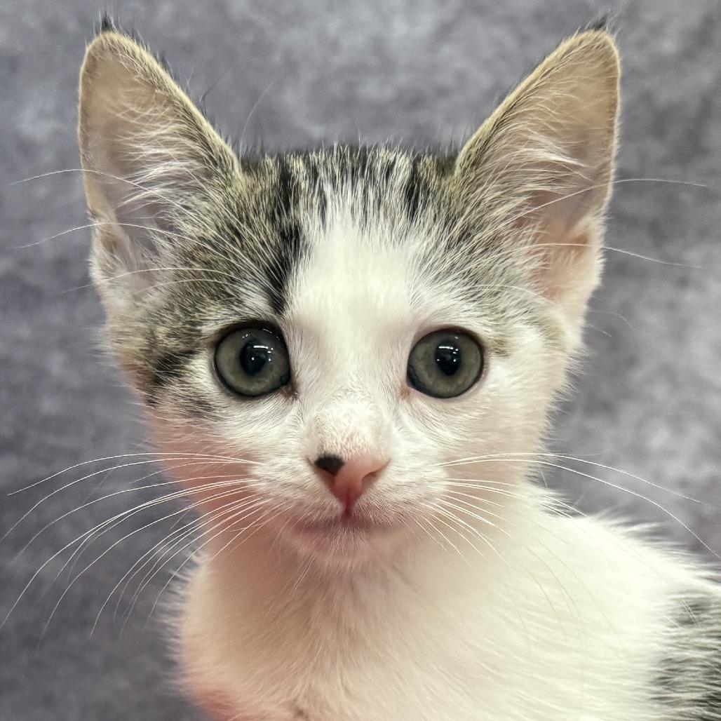 Enlarge HABANERO, a Adoptable Domestic Medium Hair in Point Richmond, CA image 5/6