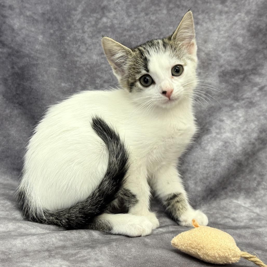 Enlarge HABANERO, a Adoptable Domestic Medium Hair in Point Richmond, CA image 4/6