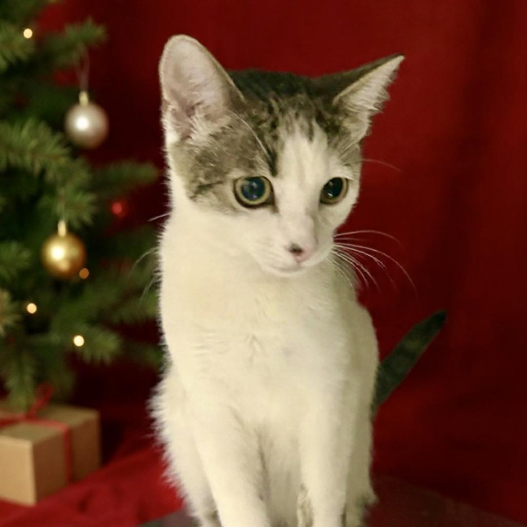 Enlarge HABANERO, a Adoptable Domestic Medium Hair in Point Richmond, CA image 5/6